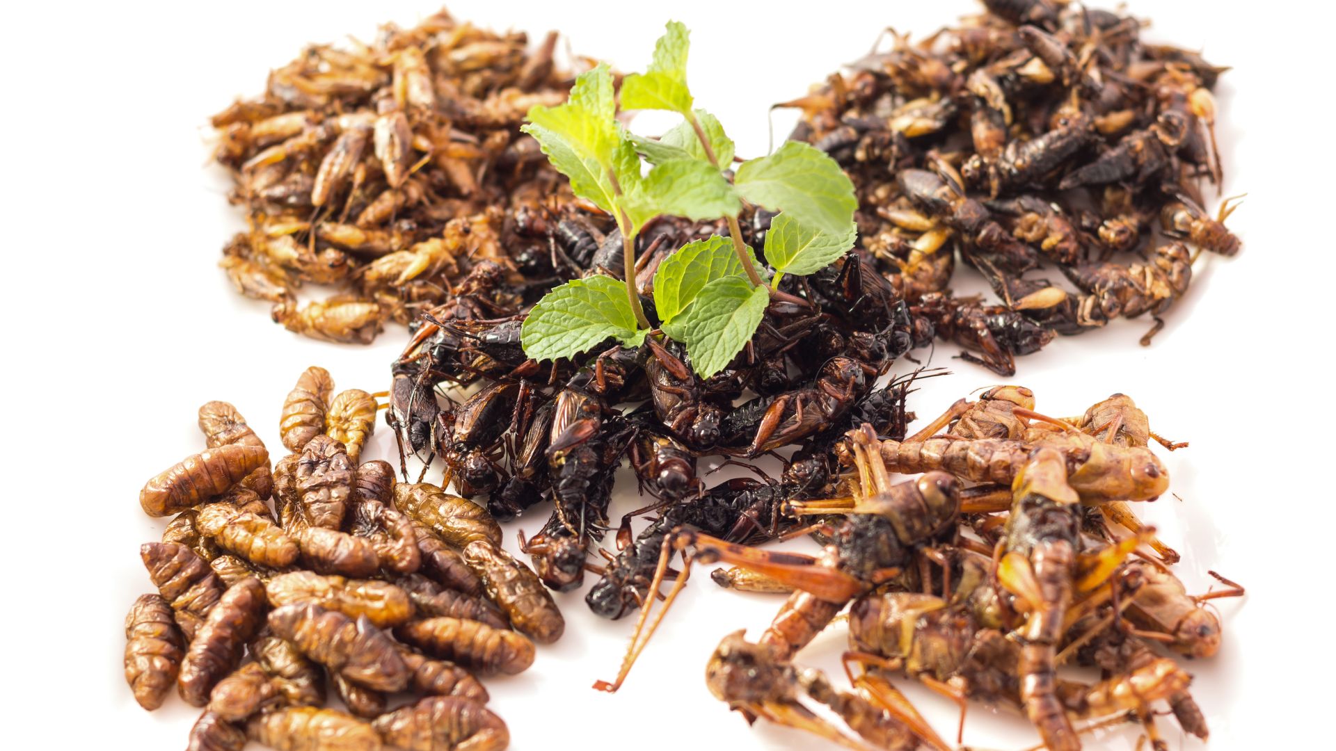 insectos comestibles